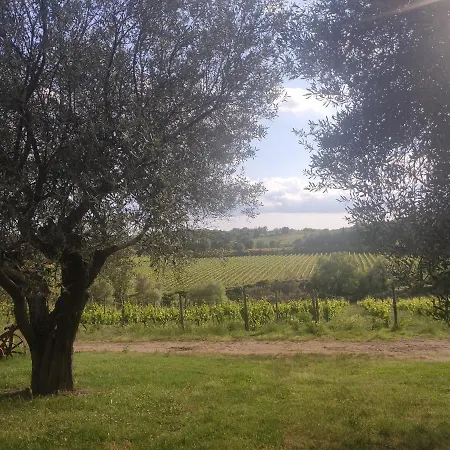 Borgo A Tolli